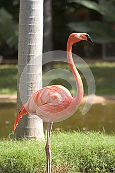 Pink flamingo photo