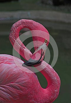 Pink Flamingo