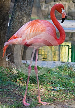 Pink Flamingo