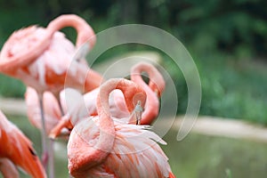 Pink Flamingo