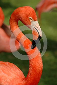 Pink Flamingo