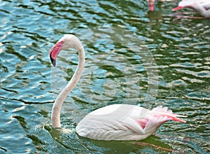 Pink flamingo