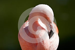 Pink Flamingo