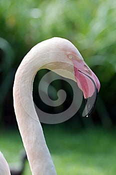 Pink Flamingo