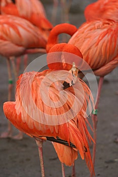 Pink flamingo