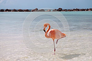 Pink flamingo photo