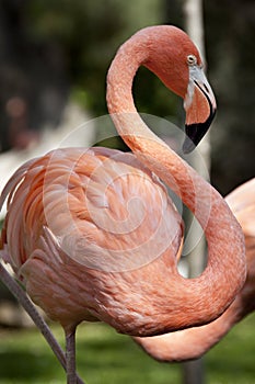 Pink flamingo.