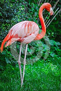 Pink Flamingo