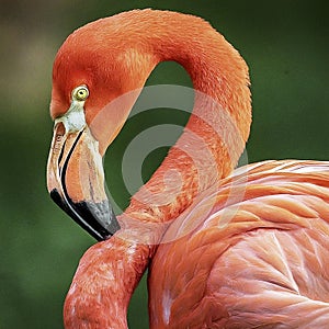 Pink flamingo.