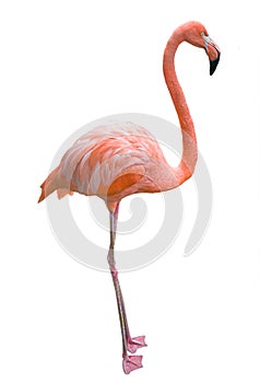 Pink flamingo.