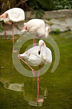 Pink flamingo