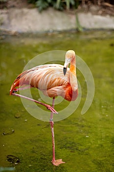 Pink flamingo