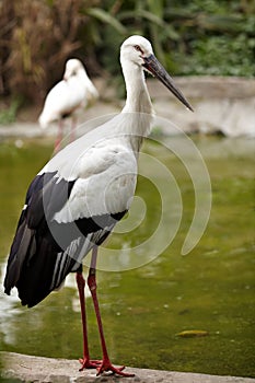 Pink flamingo