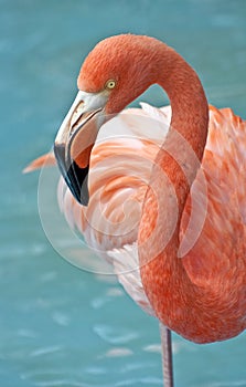 Pink Flamingo.