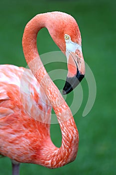 Pink Flamingo