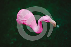 Pink Flamingo