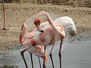 Pink Flamingo