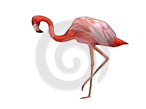 Pink Flamingo 3d / CGI rendered