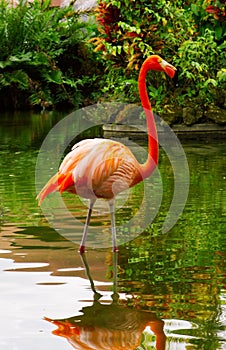 Pink flamingo .