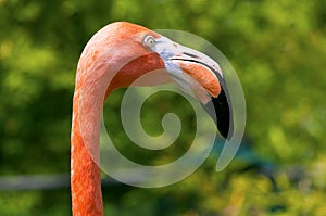 Pink Flamingo