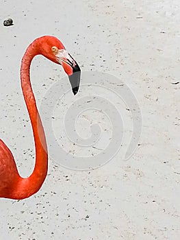 Pink flamingo