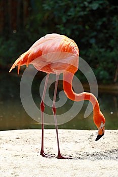 Pink flamingo