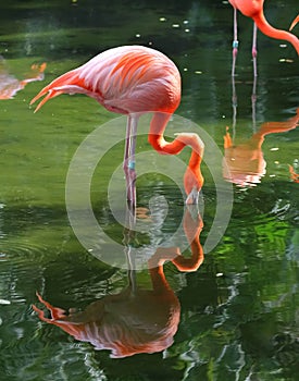 Pink flamingo