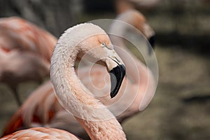 Pink Flamingo