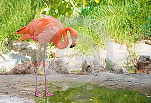 Pink flamingo.