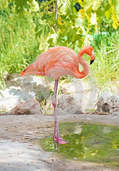 Pink flamingo.