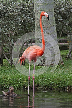 Pink Flamingo