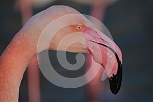 Pink Flamingo