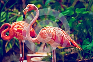 Pink Flamingo