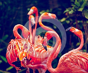 Pink Flamingo