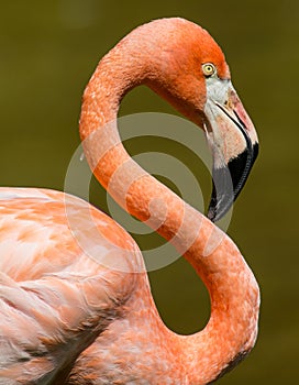 Pink flamingo