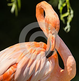 Pink flamingo