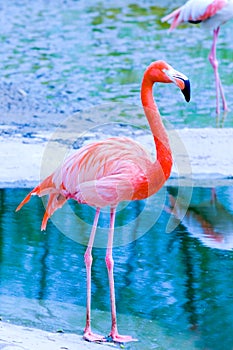 Pink flamingo