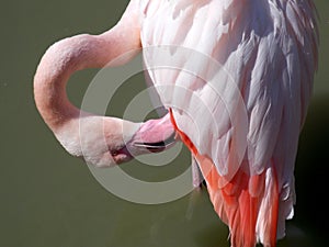 Pink flamingo