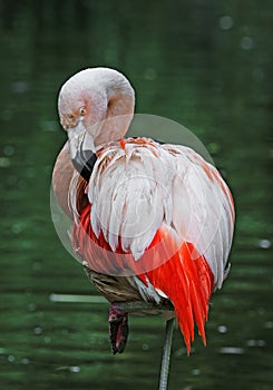 Pink flamingo