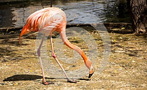 Pink Flamingo