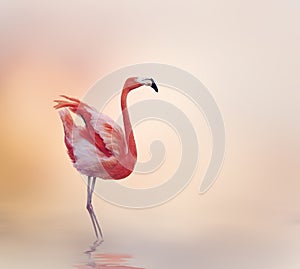 Pink Flamingo