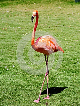 Pink Flamingo