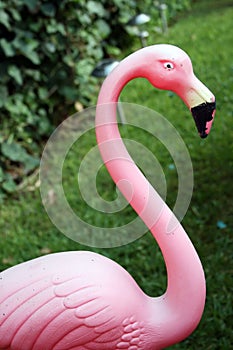 Pink Flamingo