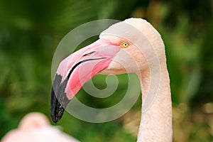 Pink Flamingo