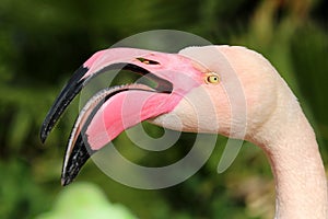 Pink Flamingo