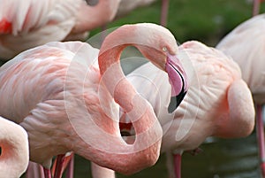 Pink flamingo