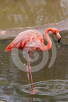 Pink Flamingo