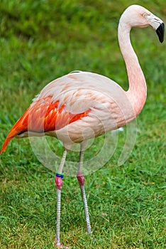 Pink flamingo