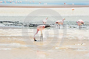 Pink flamingo in Altiplano, Bolivia.