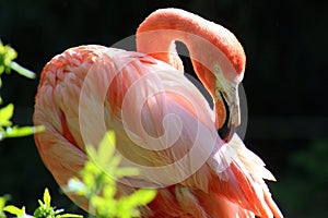 Pink flamingo animal